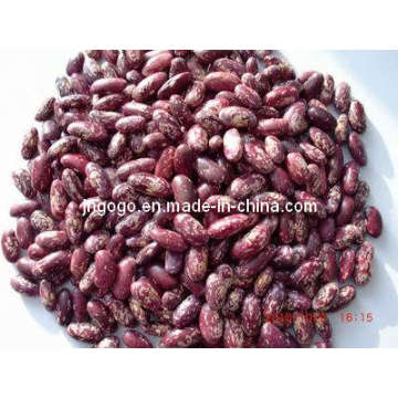 Top Quality Purple Speckle Kidney Beans